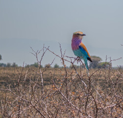Lilac-breasted roller perching on thorny branch in tanzania