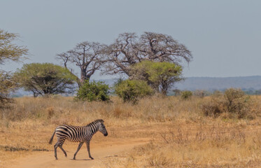 Zebra crossing dirt road in tarangire national park tanzania