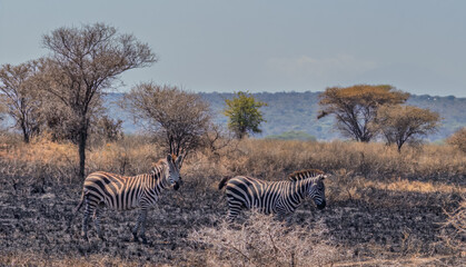 Zebras walking in the dry savannah of tanzania national park during safari trip
