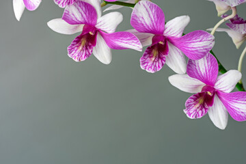 High-resolution orchid flower photograph using stack focus technique on a pastel background,...