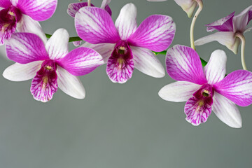 High-resolution orchid flower photograph using stack focus technique on a pastel background,...