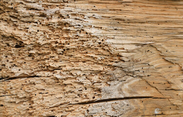 Wood surface showing intricate details of natural textures and patterns. Old tree trunk with holes...