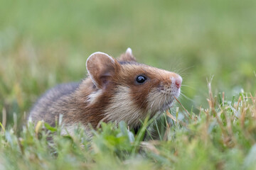 european hamster, feldhamster