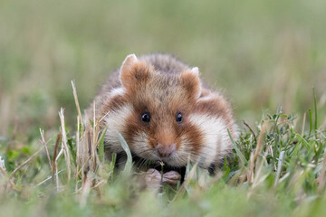 european hamster, Feldhamster