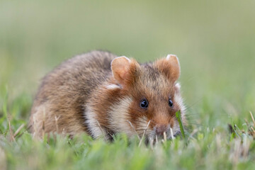 European Hamster, Feldhamster