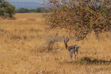Thomson's gazelle standing in dry grassland under acacia tree in tanzania