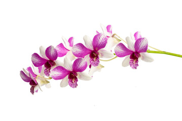High-resolution orchid flower photograph using stack focus technique on a white background
