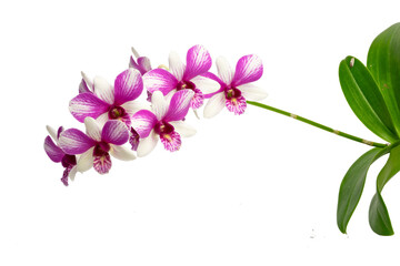 High-resolution orchid flower photograph using stack focus technique on a white background
