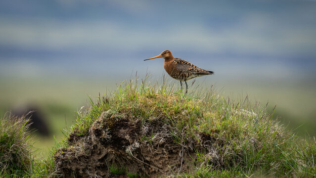 seitliche Nahaufnahme einer Uferschnepfe (limosa limosa) die in Island auf einem grasbewachsenem H&uuml;gel sitzt,