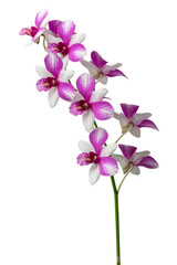 High-resolution orchid flower photograph using stack focus technique on a white background