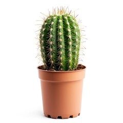 Green cactus in terracotta pot