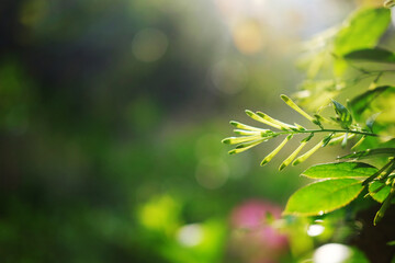 Blooming fresh white Crepe jasmine flower buds branch in natural sunlight of bright day in garden....