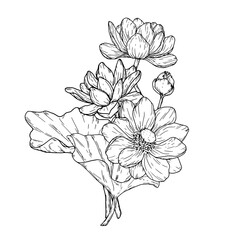 Floral bouquet of lotus and water lily leaves, silhouette black and white sketch. Vector illustration. Spring flowers, isolated on white background. Theme of spa, meditation, birthday and wedding card