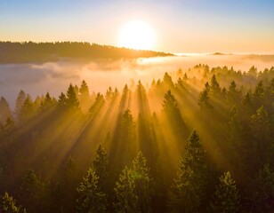 Aerial view of sun rays piercing through a misty forest at sunrise