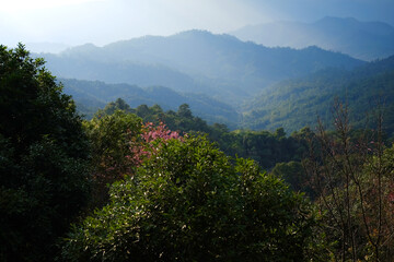 Blooming pink wild Himalayan Cherry flowers plant in tropical forest on the valley mountain view in natural sunlight, Chiang Mai Province of Thailand