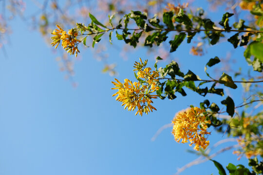 Blooming vibrant orange cestrum or yellow shrub jessamine flowers branch with blue sky in natural sunlight in bright day. Copy space
