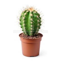 Green cactus in terracotta pot (2)