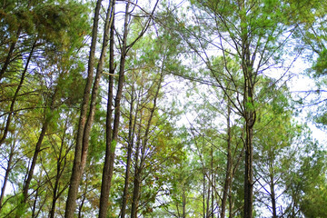 Beautiful landscape green pine forest with blue sky and bright day in the mountain in Thailand

