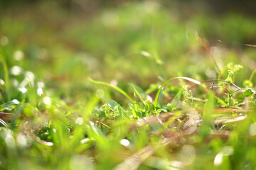 Dew drop on foliage green lawn grass on soil with golden light shining through in tropical forest background. Copy space
