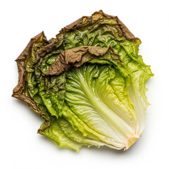 rotten romaine lettuce on white background