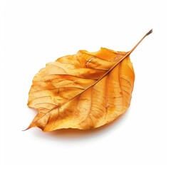 Fototapeta premium Single dried autumn leaf, pale orange-yellow hue, isolated on white background