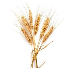 Close-up of several wheat stalks against a white background
