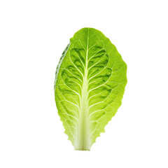Obraz premium Perfect vibrant green lettuce leaf, crisp texture, intricate veins, on transparent studio background with copy space, soft lighting, minimalist health and vitality concept