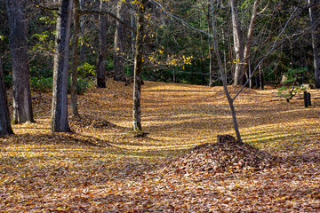 黄葉の葉に埋もれた秋の公園