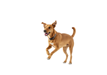 A healthy, well-groomed, joyful medium-sized mixed-breed dog, no collar, mid-jump on a transparent studio background with soft lighting, symbolizing enthusiasm and progress