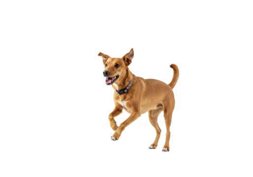 A healthy, well-groomed, joyful medium-sized mixed-breed dog, no collar, mid-jump on a transparent studio background with soft lighting, symbolizing enthusiasm and progress