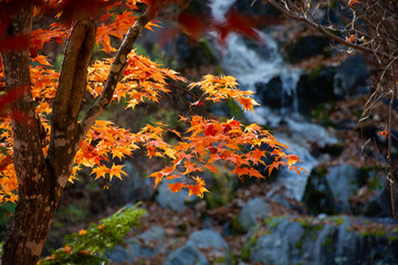 色づいたモミジと滝
