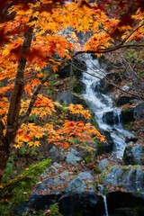 色づいたモミジと滝
