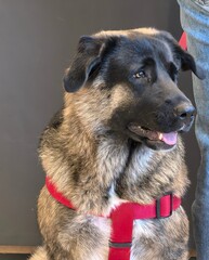 Friendly Anatolian Shepherd Dog with Red Harness on a Gray Background