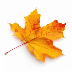 Obraz premium Autumn maple leaf, vibrant orange-yellow hue, isolated on white