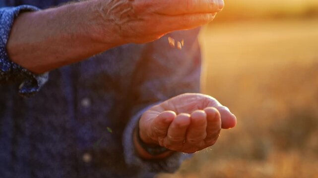 Hands of an adult male farmer pouring the grains. Close up. Agrarian check the ripeness of bread at sunset in the field.