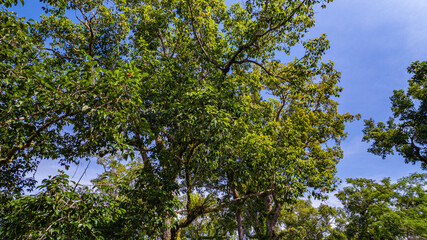 large and tall teak forest bathed in sunlight, with tall, slender trees reaching toward the sky. The soft rays of light filtering through the branches create a serene and enchanting woodland