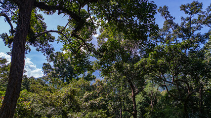 Fototapeta premium large and tall teak forest bathed in sunlight, with tall, slender trees reaching toward the sky. The soft rays of light filtering through the branches create a serene and enchanting woodland