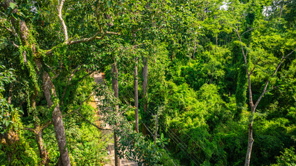 An aerial view of a serene road winding through a dense tropical forest, surrounded by towering...