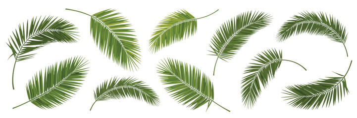 Obraz premium Collection of Eight Green Tropical Palm Fronds on White Background leaf nature