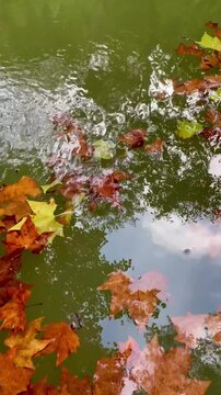 Fallen autumn leaves in a moving pond. Reflection of the forest and clouds in the water. Autumn scene. Vertical format.