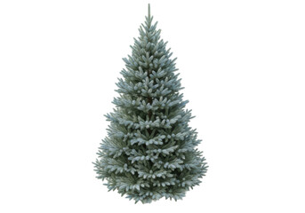 A perfectly shaped blue spruce tree with delicate green and frosted blue needles stands isolated on a transparent background under bright studio lighting, an ideal Christmas tree for commercial