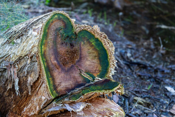Life goes on. Green moss heart on a tree stump in the forest of Western Australia. 