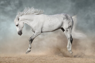 White andalusian stallion with long mane