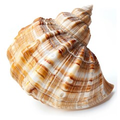 Obraz premium Spiral seashell, intricate patterns