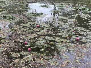 flowers in the mountains