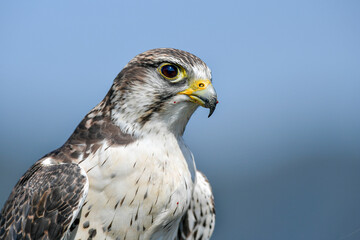 Falcons are fast predators of the skies