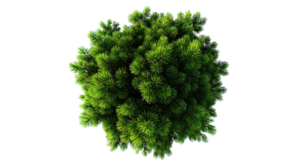 Close top view of pine tree on bright isolated on a Transparent background, PNG file.