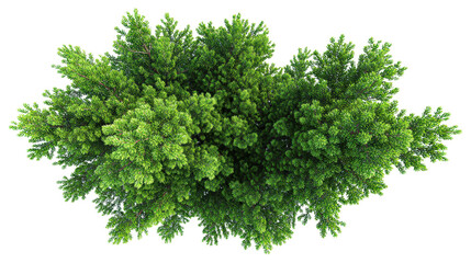 Close top view of pine tree on bright isolated on a Transparent background, PNG file.