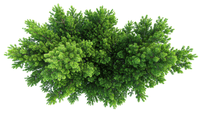 Close top view of pine tree on bright isolated on a Transparent background, PNG file.