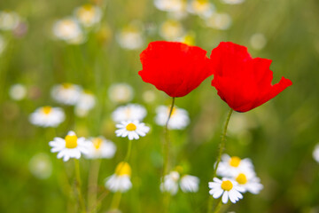 Beautiful romantic poppy and daisy flowers in a medow around Thun, Switzerland